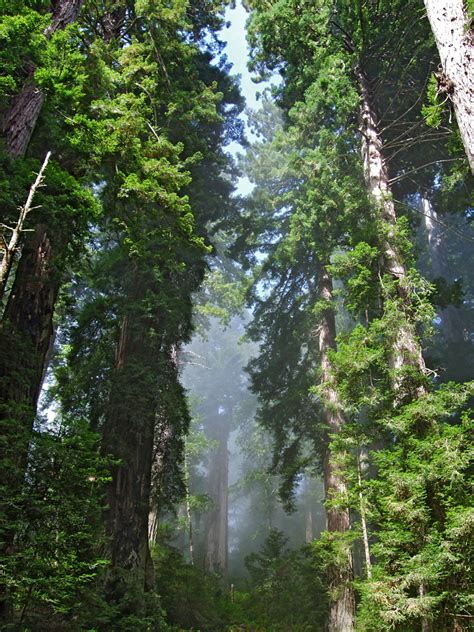 Tall redwoods: Del Norte Coast Redwoods State Park, California