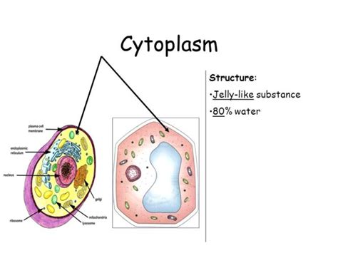 Function of Cytoplasm | Composition of Cytoplasm