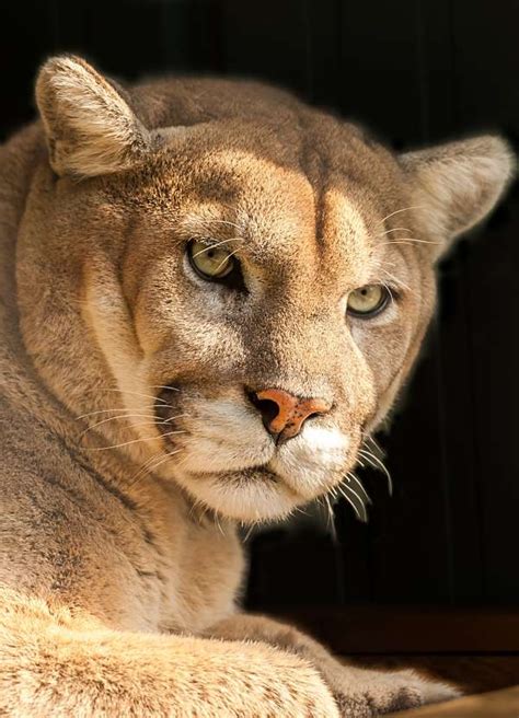 Cougar Facts - Animal Facts Encyclopedia