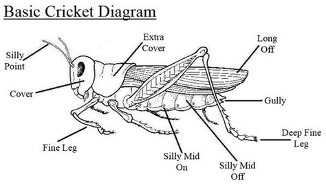 A Simple Diagram To Help Anyone Struggling To Understand The Cricket ...