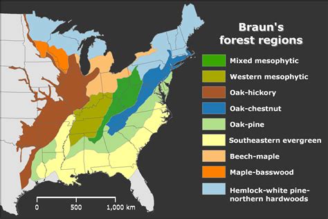 Food forests, Forest, Chestnut oak