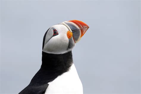 Puffin Facts: Types, Behavior, Habitat