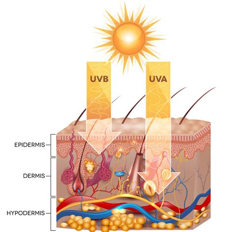 Extrinsic vs. Intrinsic Aging: Understanding the Differences - GalBaia