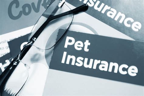 ScoutResults.com | Top 5 pet insurance providers