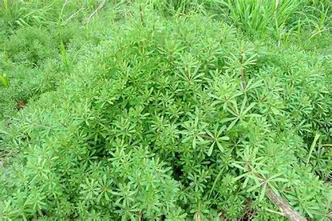 Galium aparine