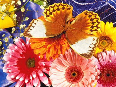 Download Gerbera Close-up Gold Animal Butterfly Wallpaper