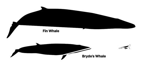 Fin Whale (Balaenoptera physalus) Dimensions & Drawings | Dimensions.com