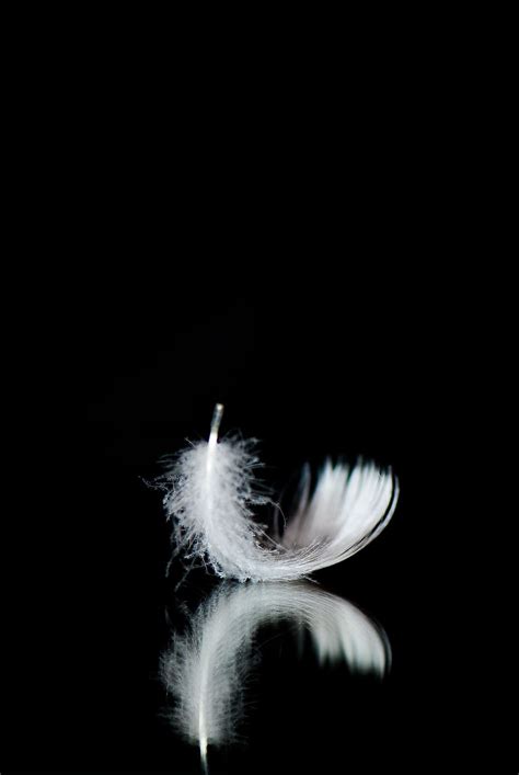 White Feather Background