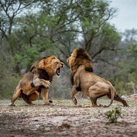 Asiatic lion fighting with African lion | Animals wild, Lions photos ...