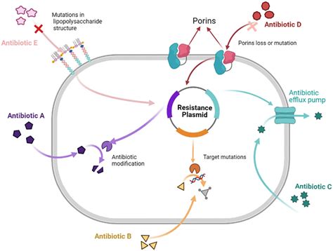 Characteristics of antibiotic resistance mechanisms and genes of ...