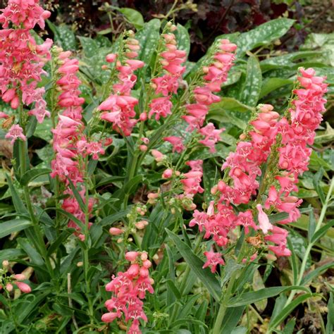 Penstemon ‘Pink Chablis’ | TERRA NOVA® Nurseries, Inc.