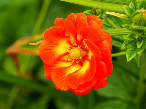 Orange Tropical Flowers Names | Best Flower Site