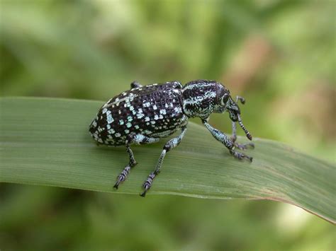 Common and unusual identifications - Beetles - The Australian Museum