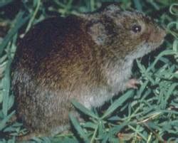 Eastern meadow vole Facts for Kids