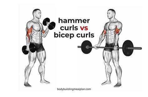 Hammer Curls vs Bicep Curls Cover | Bicep curls, Hammer curls, Biceps ...