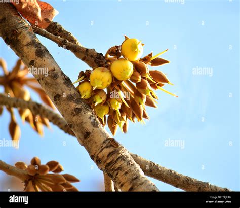 Mahua Tree in full bloom Stock Photo - Alamy