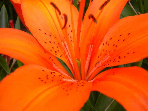 Orange Tiger Lily by Shorti354 on DeviantArt