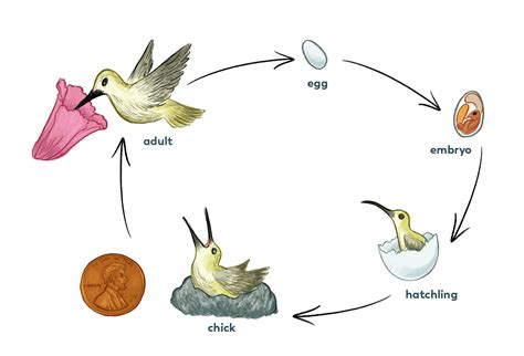 Hummingbird Life Cycle Diagram