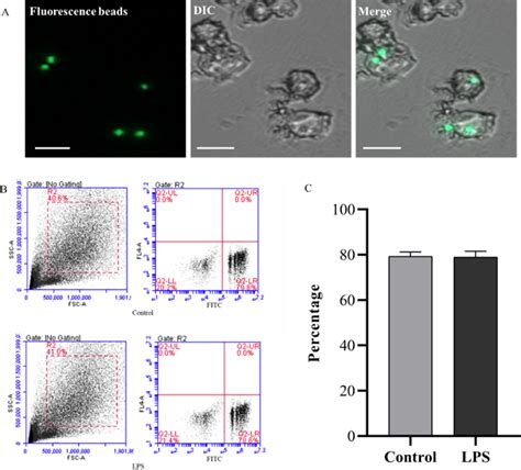 Identification of phagocytic function of cultured cells. A: Microscope ...