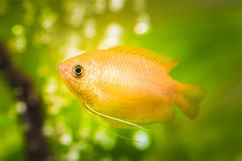 Gourami 101 | Gourami Fish Types & Info! - Aquariadise