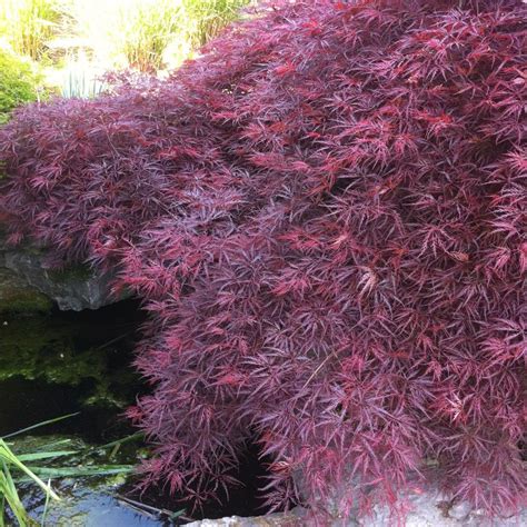 Acer palmatum dissectum 'Crimson Queen' from NVK Nurseries