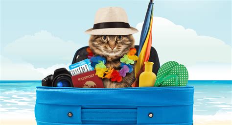 How To Choose The Best Destination For A Pet Friendly Holiday | Blog