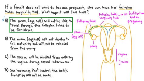 Question Video: Applying Knowledge of the Female Reproductive System to ...