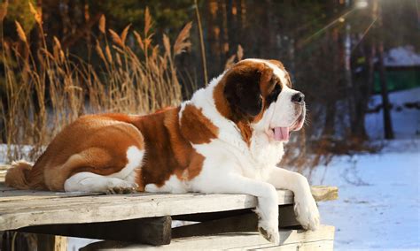 What Dog Is Bigger Than A St Bernard