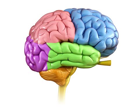 Brain: Anatomy, Pictures, Functions, and Conditions