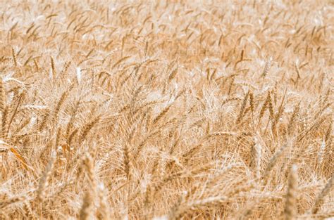 Wheat field background 2224972 Stock Photo at Vecteezy