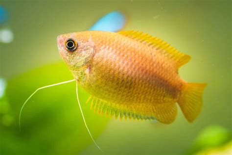 Gourami 101 | Gourami Fish Types & Info! - Aquariadise