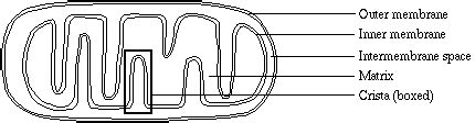 Mitochondria structure