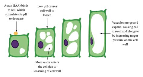 Vacuole In A Plant Cell