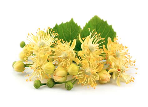 5 Benefits of Lovely Linden Flower + Tea Recipe – Euphoric Herbals