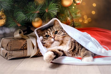 11 Hidden Holiday Dangers to Keep Your Cat Safe From This Christmas ...