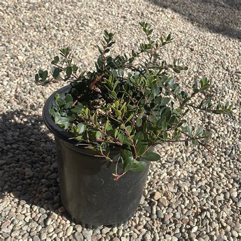 Arctostaphylos 'Emerald Carpet' (groundcover manzanita) – Plant Material