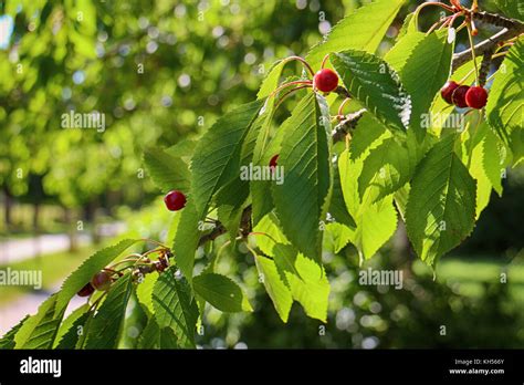 Weeping Cherry Tree Leaf