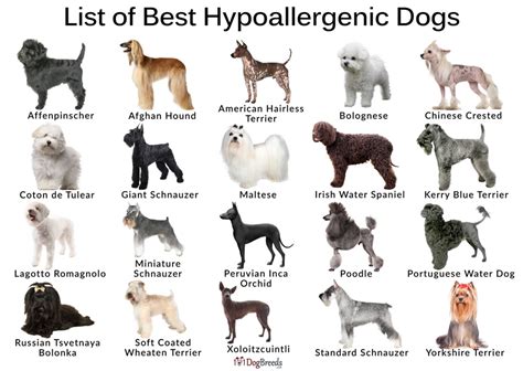 List of Best Small, Medium, Big Hypoallergenic Dog Breeds With Pictures ...