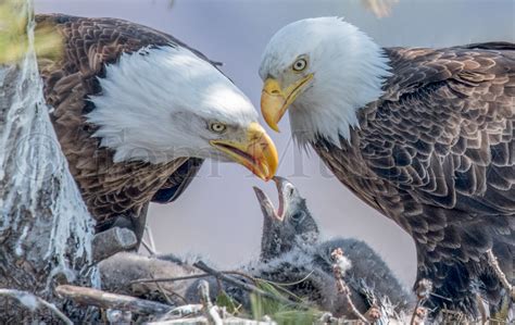 Bald Eagles Feeding Chicks – Tom Murphy Photography