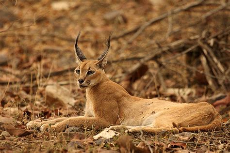 Is the Enigmatic Caracal in Line to Becoming India’s Second Wild Cat ...