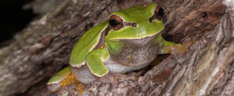 Wildlife Survey Finds Pine Barrens Tree Frogs on Campus - News ...