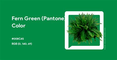 Fern Green (Pantone) color hex code is #008C45