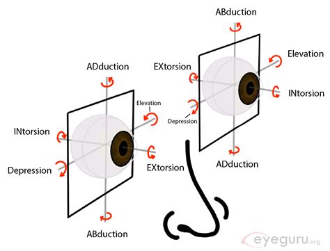 Extraocular movements explained - EyeGuru