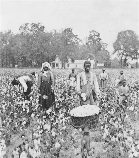 Cotton Plantations Slavery