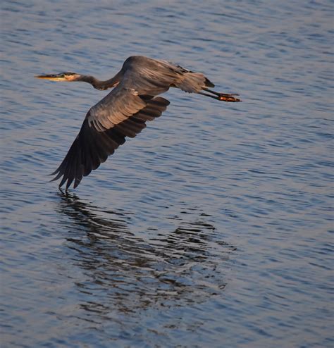 03 Photography — Great Blue Heron In Flight. Love the muted...