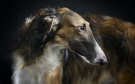 Image - Animals Dogs Russian Borzoi hound dog 084857 .jpg | Animal Jam ...