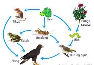 Komponen Biotik dan Abiotik Ekosistem (Terlengkap) ~ DosenIpa