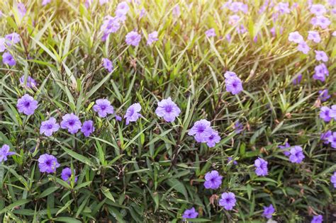 Premium Photo | Ruellia tuberosa