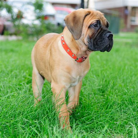 American Bullmastiff Puppy - Tabitomo