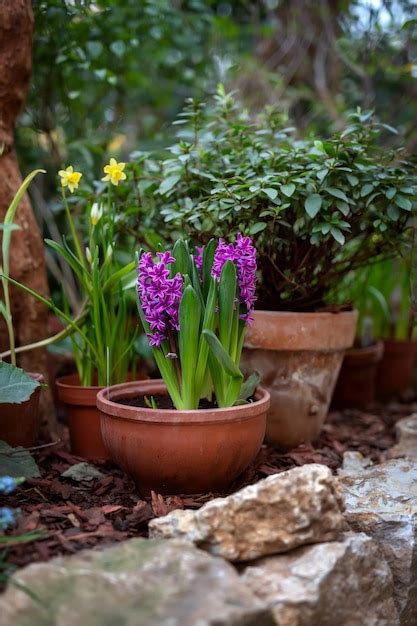 Premium Photo | Hyacinths with colorful flowers in a decorative clay pot